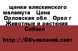 щенки аляскинского маламута › Цена ­ 10 000 - Орловская обл., Орел г. Животные и растения » Собаки   